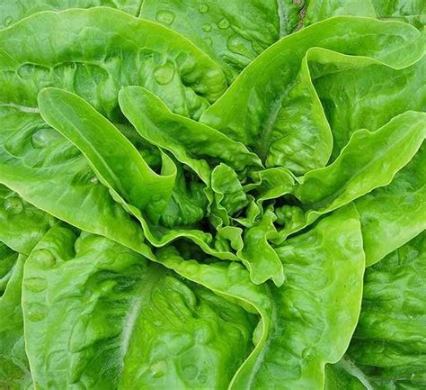 Start Lettuce From Seed In Recycled Containers Birds And Blooms
