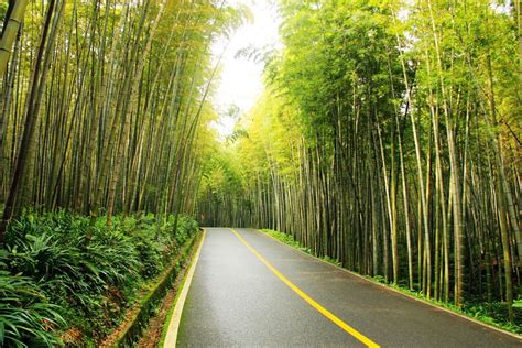 Bamboo Sea In Southern Sichuan China Silk Road Travel China Silk Road
