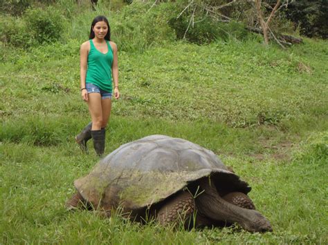 Giant Tortoises Galapagos Islands Biggest Turtles You Will Ever See
