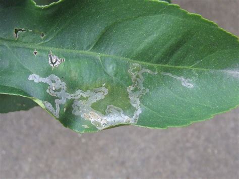 Citrus Pests Whats Growin On