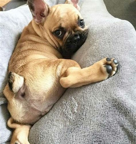 Leave a comment on 120 male french bulldog names. 120 Male French Bulldog Names - The Paws