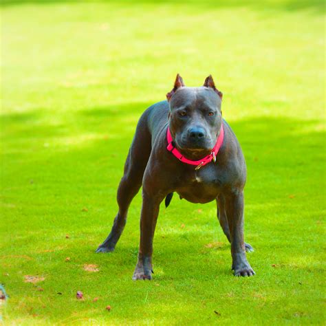 9 Things You Should Nose About The Blue Nose Pitbull