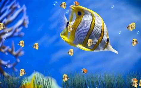 Marine Life Aquarium Screensaver ~ Mediafire Software 4 U