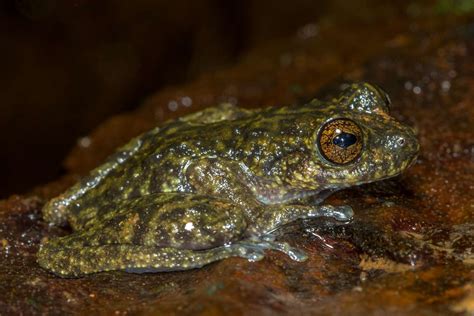 10 Extinct Or Nearly Extinct Amphibians To Know About
