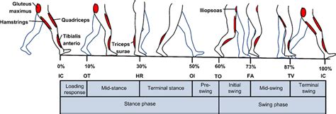 Divisions Of Gait Cycle With Typical Muscle Activity Patterns 50 51