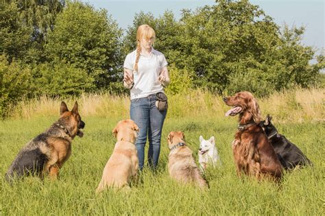 How Much Do Dog Trainers Make The Academy Of Pet Careers