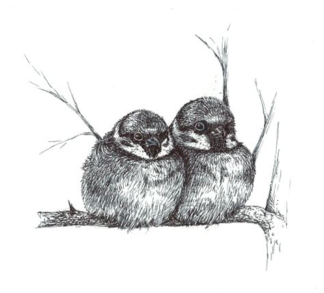 Two Sparrows Drawing