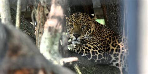 Klasifikasi Hewan Vertebrata dan Invertebrata Halaman all - Kompas.com