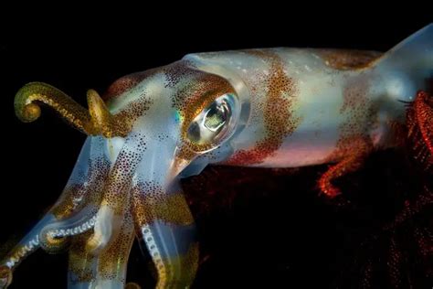 12 Amazing Difference Between Squid And Octopus With Comparison Chart
