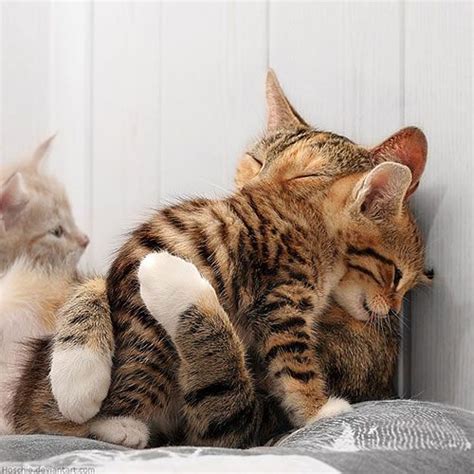 Cute Hugging Kittens Pictures Photos And Images For Facebook Tumblr