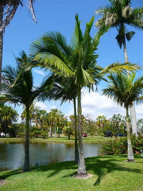 Photos Of Cool Palms In South Florida Discussing Palm Trees