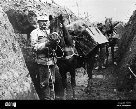 769 Horse First World War Uniform Men Trench Fortepan 11812 Stock
