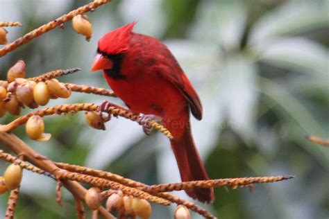 Greenham Birding Birds Of Hawaii Birds Hawaii Habitats
