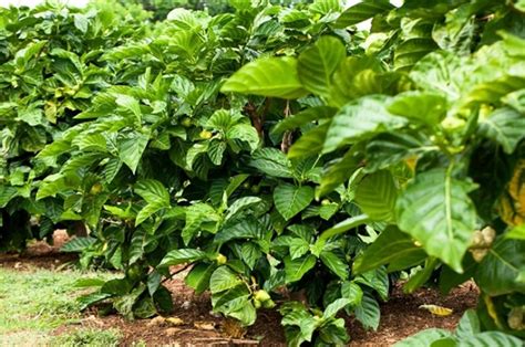 Salad mengkudu adalah resep selanjutnya dalam cara mengolah buah mengkudu. Panduan Cara Budidaya Mengkudu Mudah Dan Praktis ...