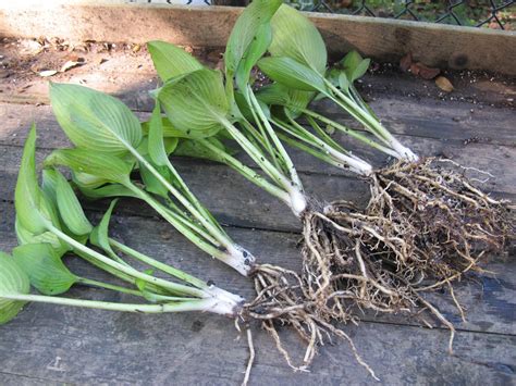 My Free Hosta Garden And How To Get One From Thrifty