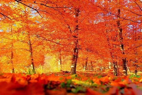 Leaves Mobile Phone Forest Leaf Fall For Smart Pnone Landscape