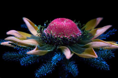 Photographer Craig P Burrows Captures Intensely Beautiful Flowers