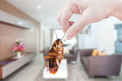 What Attracts Cockroaches Into Your Home Sun Dry