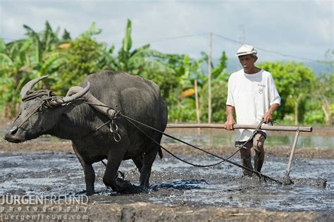 Filipino Farmer And His Trusted Carabao Plowing The Fields To Prepare