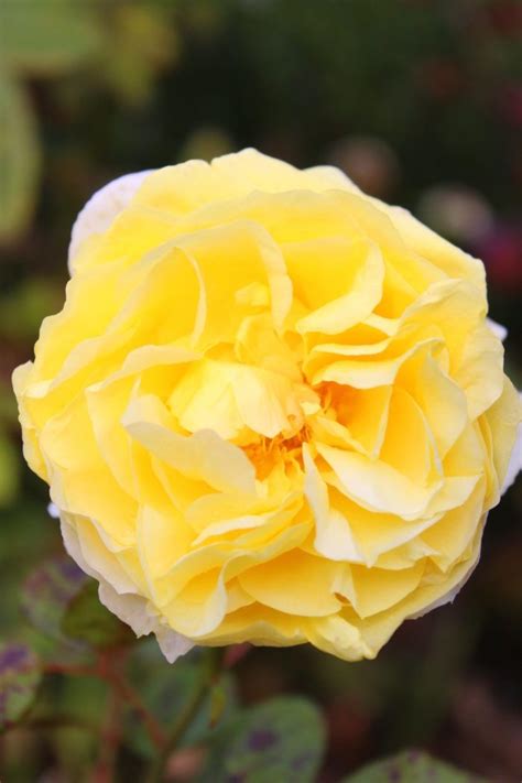 The Thing About Hope ⋆ Divinity Lane Beautiful Roses Yellow Roses