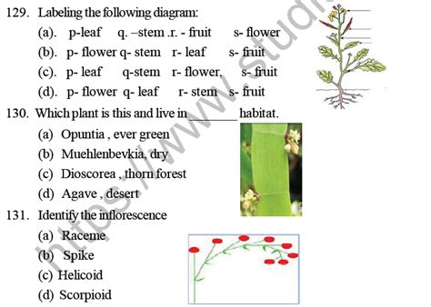 Neet Biology Morphology Of Plants Mcqs Set B Multiple Choice Questions