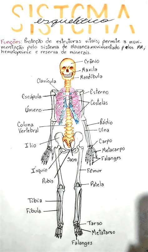 Mapa Mental Sobre Sistema EsquelÉtico Maps4study
