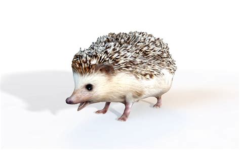 Hedgehog 3d Model By 3dstudio