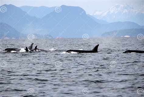 Pod Of Resident Orcas Of The Coast Near Sechelt Bc Stock Photo Image