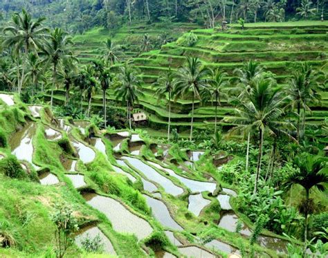 Rice Terraces In Bali Unesco World Heritage Site The Travel Ninjas