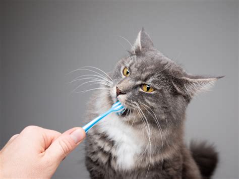 This process usually begins from their incisors. Do Cats Lose Their Teeth? All You Need To Know About ...