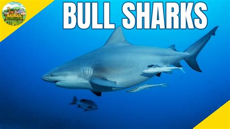 5 Amazing Facts About Bull Sharks Shark Facts Youtube