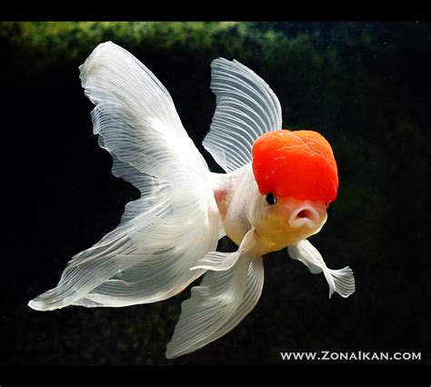 Lalu, bagaimana cara memelihara ikan mas koki agar sehat dan tidak mudah mati? Contoh Gambar Mewarnai Gambar Ikan Koki - KataUcap