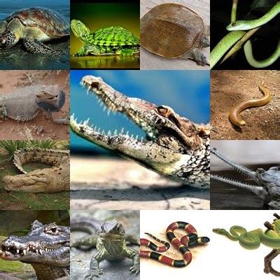 Planet bumi memiliki keanekaragaman hayati yang luas, yang secara tradisional diklasifikasikan ke dalam peringkat taksonomi. CIRI-CIRI HEWAN KELAS REPTIL - HEWAN VERTEBRATA | JDSK