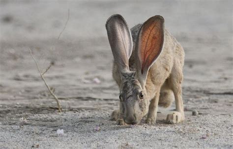 11 Of The Coolest Desert Critters With Images Animal Facts Wild