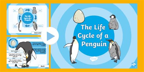 Life Cycle Of A Penguin Powerpoint Teacher Made