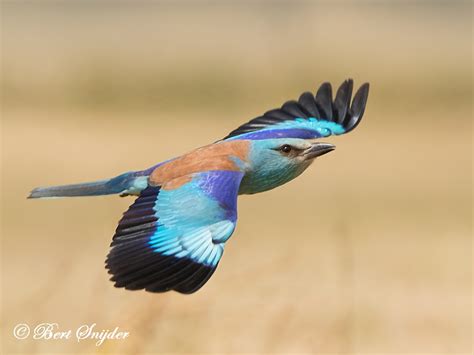 Portugal Bird List Birding Holiday Guido And Karien 4 To 11 June 2018