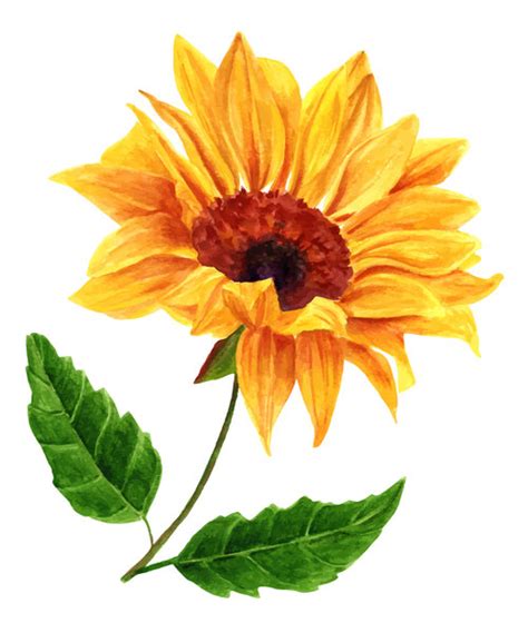Sun Flower Watercolor Illustration Vector Free Download