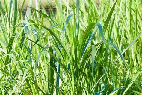 Buffalo Grass What Is It And How To Know If Its Right For You