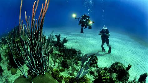 10 Colleges With A Marine Biology Major Welcome To Myoptions