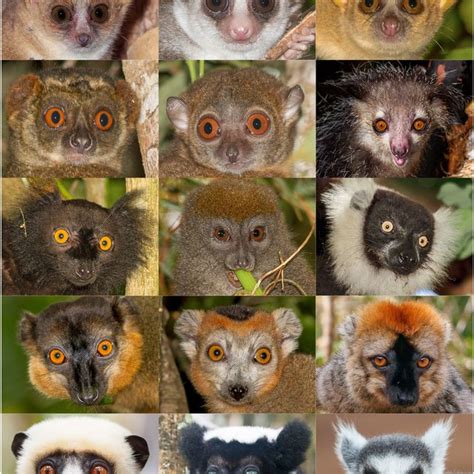 Phylogenetic Tree Of All Lemur Species Used For Phylogenetic