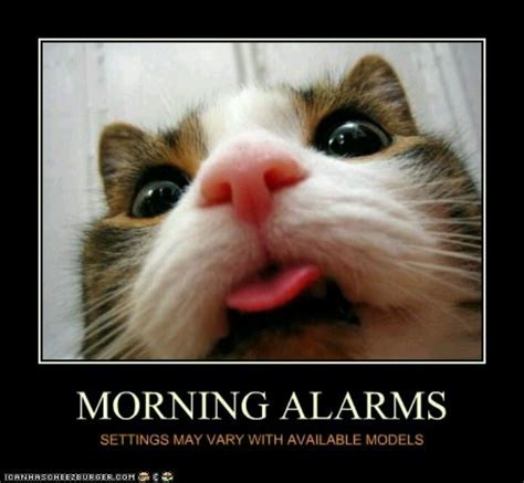 Cat Alarm Cat ♥s Pinterest