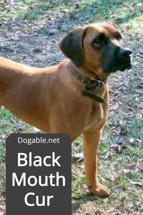 Black Mouth Cur Lab Mix Check Out Our Complete Guide Here Artofit