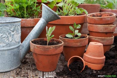 Bei diesem versuch handelt es sich um einen netten kleinen ungef�hrlichen versuchen f�r die geduldigeren menschen. Schöne, kräftige Zimmerpflanzen - ohne chemische Helfer ...