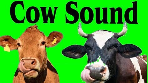 New Cow Mooing Sound Effect 2021 Cow Sound Effect 2021 Amazing