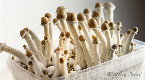 How To Grow Magic Mushrooms At Home The Complete Guide