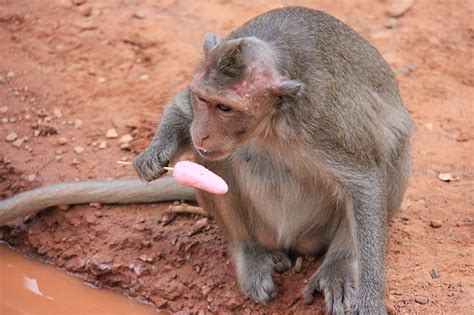 Free Photo Monkey Tourism Ice Cream Lick Animal Primates Funny