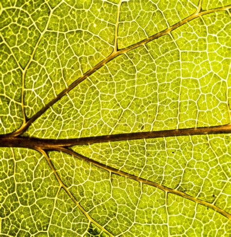 A Green Leaf Of A Tree Is A Big Magnification Macro Shooting Stock