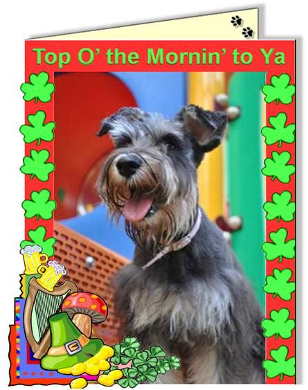 Schnauzer Dog Holiday Ecards