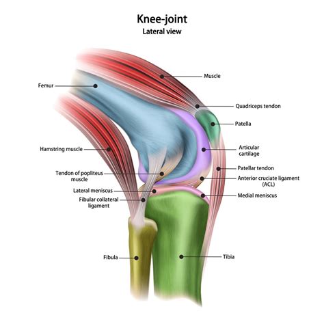 Knee Joint Anatomy Diagram Muscle Sexiz Pix