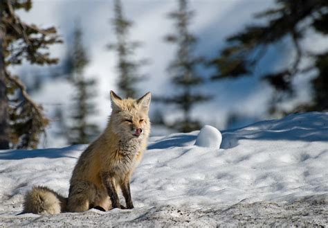 Cascade Fox 1 A Cascade Fox Aka Red Tail Fox Near Paradise Flickr